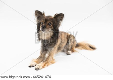 Small Cute Dog Lies With Closed Mouth On White Background Facing Camera. Multi-breed Dog.
