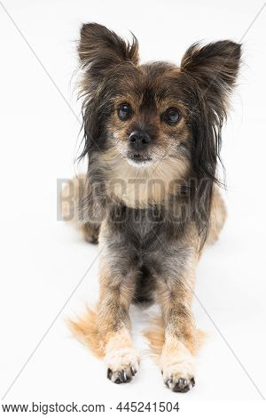 Portrait Of A Cute Little Dog That Sits On A White Background And Looks At The Camera. Multi-breed D