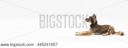 Panoramic Side View Of A Reclining Sweet Dog Who Is Licking His Nose. A Multi-breed Dog. He Is Looki