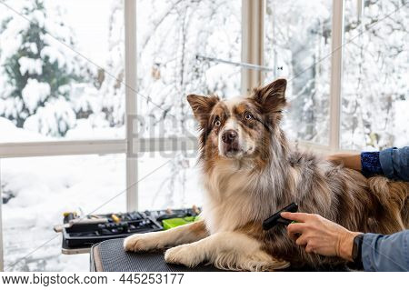 Border Collie Is Trimmed Lying On The Grooming Table In Pet Salon. Dog Is Looking Up.