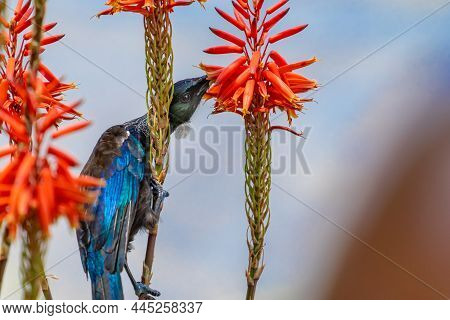 New Zealand Tui Nectar Feeding On Red Succulent Flower
