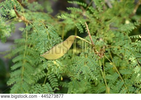 Bird Of Paradise Ssed Pod - Latin Name - Caesalpinia Gilliesi (erythrostemon Gilliesii)