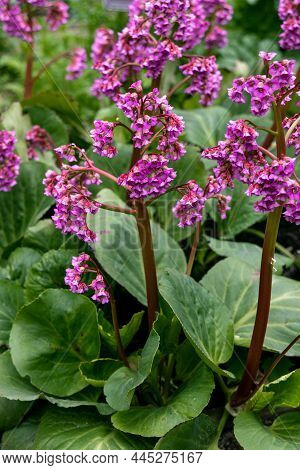 Close-up Of Badan Bergenia Crassifolia Blooming In A Flower Bed In May