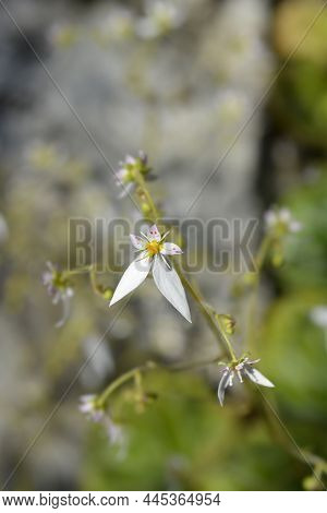 Creeping Saxifrage - Latin Name - Saxifraga Stolonifera (saxifraga Sarmentosa)