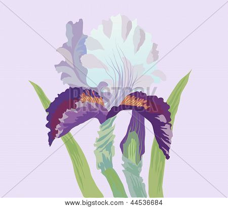 Iris
