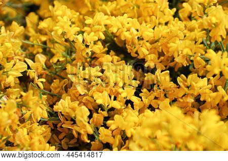 Closeup Of Golden Flowers On A Lydia Shrub