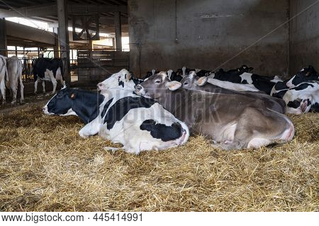 Sunny Morning On Parmesan Parmiggiano-reggiano Cheese Production Farm In Parma, Cows Is Eating And W
