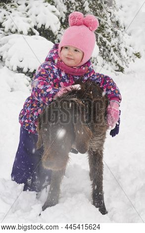 Caucasian Child In Winter Clothing Playing Outdoors With Dog Drathaar