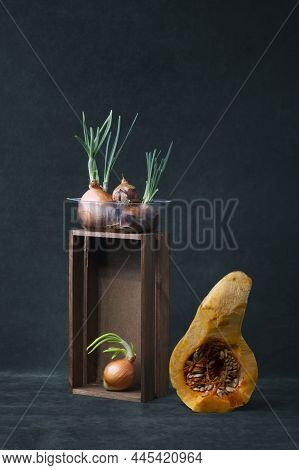 Still Life With Pumpkin And Sprouted Onions