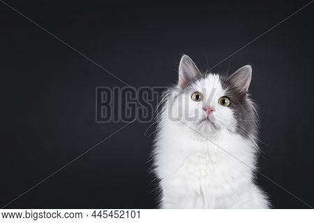 Head Shot Of Expressive Young Turkish Van Cat, Sitting Up Facing Front With Cute Head Tilt. Looking 