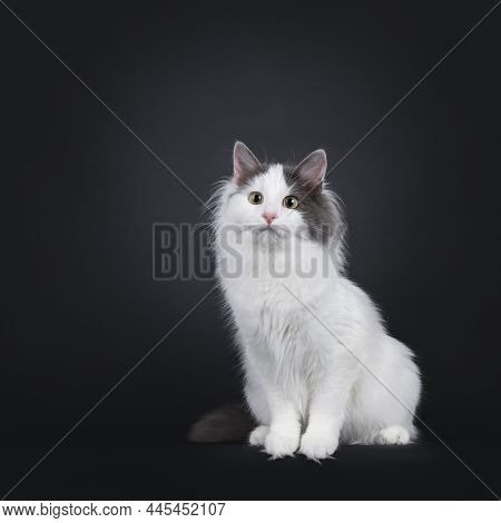 Expressive Young Turkish Van Cat, Sitting Up Facing Front With Cute Head Tilt. Looking Beside And Aw