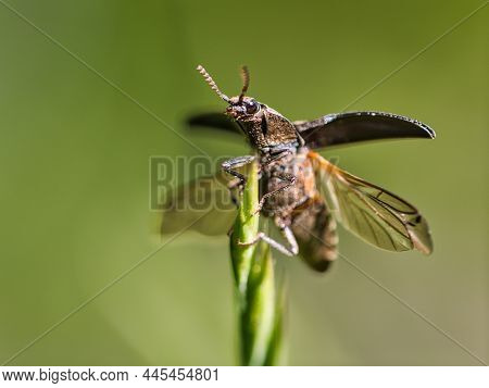 Macro Shot Of A Beetle. Detailed With Nice Bokeh And Thus Very Interesant