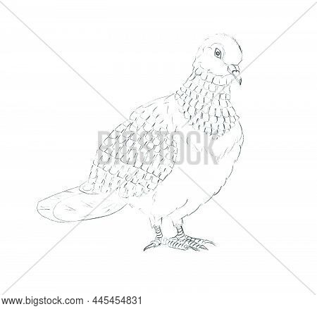 Pencil Sketch Of A Dove Sitting On A Branch On White Paper. Fine Freehand Drawing In Minimalistic St