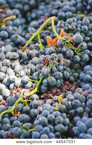 Cabernet Sauvignon, Stellenbosch, S. Africa.