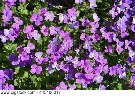 Aubrieta Flowers - Latin Name - Aubrieta Hybrids
