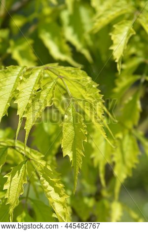 Trumpet Creeper Madame Galen Leaves - Latin Name - Campsis X Tagliabuana Madame Galen