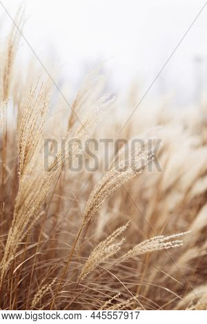 Abstract Natural Background Of Soft Plants Cortaderia Selloana. Pampas Grass On A Blurry Bokeh, Dry 