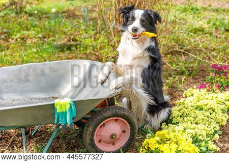 Dog Border Collie Holding Garden Rake In Mouth, Wheelbarrow Garden Cart In Garden Background. Funny 