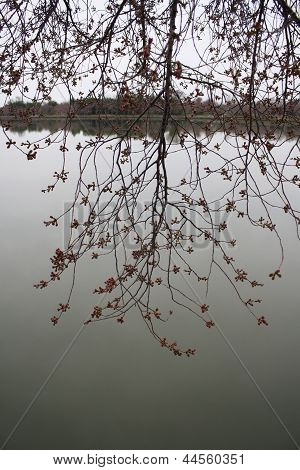 桜の木芽