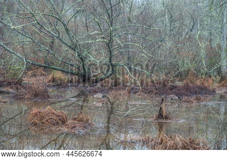 A Winter Scene At The Wetlands In Georgia Quiet And Still With The Illuminating Lichen Covering The 