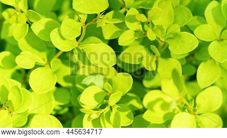 Thunberg Barberry Aurea Nana Macro Photography. Small Yellow Leaves Of Rock Barberry. Dwarf Variety 