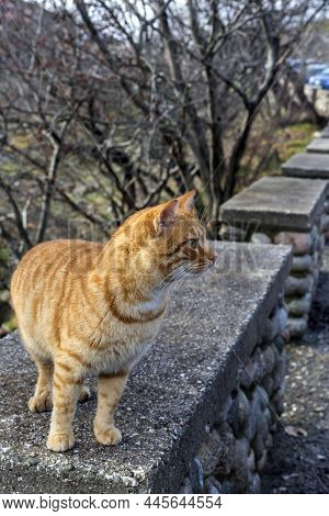 Cute, Friendly, Redhead, Homeless Cat Close-up On A Winter, Cloudy Day In The Mountains