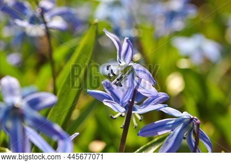 Blue Scylla Flowers In The Early Spring With Blured Background. High Quality Photo. Closeup Shot.