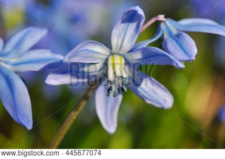 Blue Scylla Flowers In The Early Spring With Blured Background. High Quality Photo. Closeup Shot.