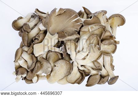 Bunch Of Fresh Cultivated Gray Oyster Mushrooms On White Background. Studio Photo