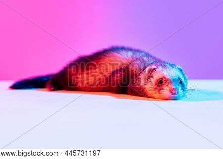 Beautiful Little White Grey Ferret Isolated Over Pink Background In Neon Light. Concept Of Happy Dom
