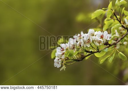 Blooming Tree Branch On A Green Background
