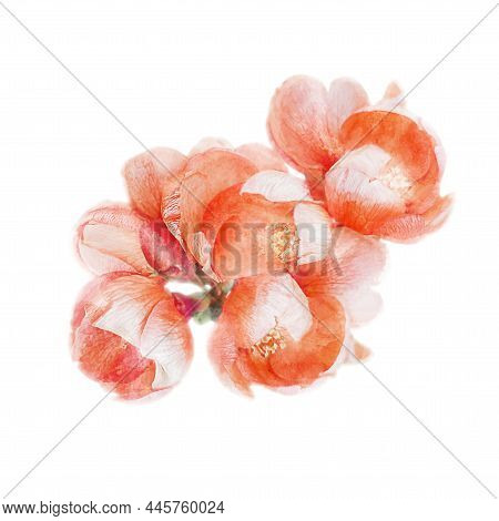 Watercolor Illustration With Chaenomeles Japonica. A Flowering Sprig Of Japanese Quince Or Quince Ma
