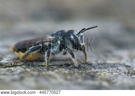 Closeup On A Female Mediterranean Woodboring Bee, Lithurgus Chrysurus Sitting On A Piece Of Wood In 