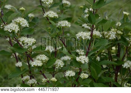 Closeup Of Flowers Of White Dogwood Cornus, Alba