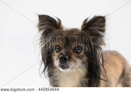 Small Female Mongrel Dog With Ears Sticking Up, Looking Ahead. A Multi-breed Dog.