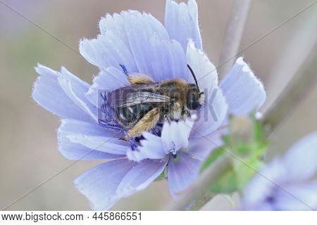 A Doft Focus Closeup On A Female Longhorn Solitary Bee, Eucera, Sitting Inside A Blue Cichorium Inty