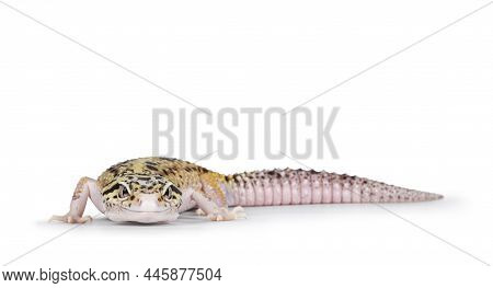 Beautiful Mack Snow Eclipse Colored  Eublepharis Macularius Or Leopard Gecko, Standing Side Ways. Is