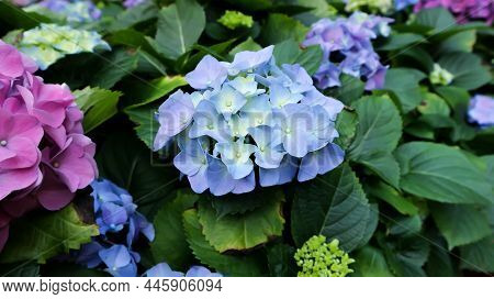 Hydrangea Flowers , Hydrangea Or Macrophylla Or Hydrangeaceae Plant