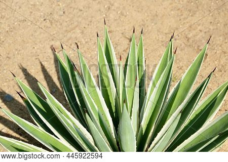 Garden And Plant, Agave Plants Decoration In The Beautiful Garden. A Succulent Plants With A Large R
