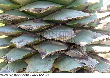 Garden And Plant, Closeup Pruning Agave Plants Decoration In The Beautiful Garden. A Succulent Plant