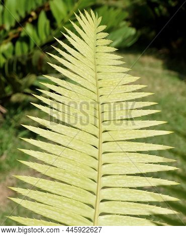 Garden And Plant, Dioon Edule Plants Or Chestnut Dioon Palm Decoration In The Beautiful Garden. A Su