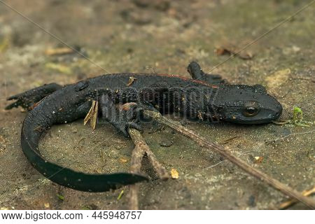 Closeup On An Adult Thin Terrestral And Starved Black Chinese Warty Newt, Paramesotriton Chinensis F