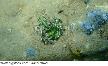 Calcareous Green Algae (halimeda Tuna) Undersea, Aegean Sea, Greece, Halkidiki