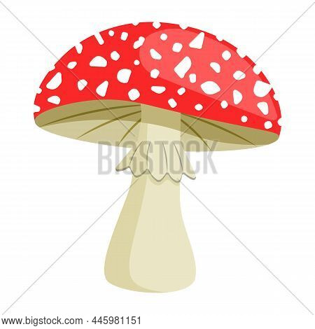 Amanita mushroom. Poisonous toadstool fly agaric. Inedible poisonous mushroom. Autumn and summer forest dweller
