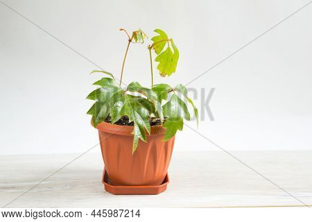 Home Plant Rhoicissus In A Pot. Green House, Plant Care, Vine Of The Grape Variety