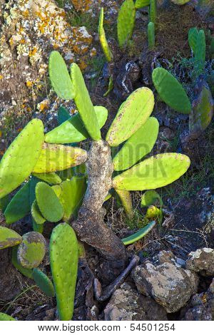 Detail Of Large Cactus