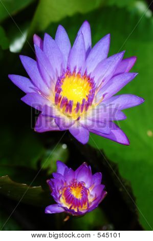 Twin Waterlily