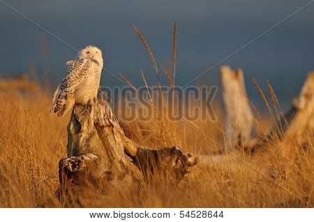 Snowy Owl in Golden Light of Sunset