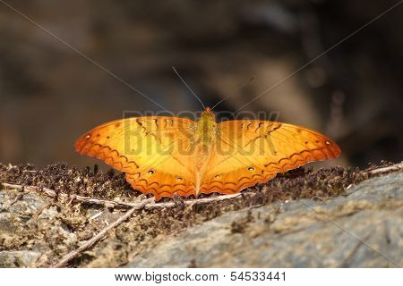 Big Orange Butterfly