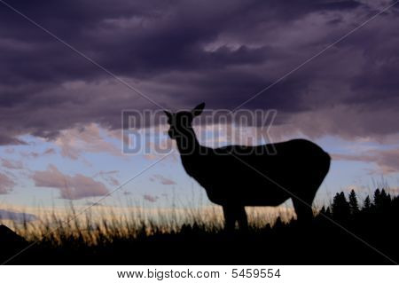 Silhueta de alce à noite no deserto Ridge
